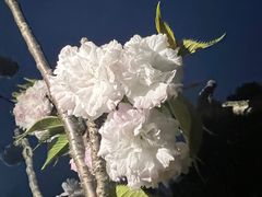 -高东镇樱花园