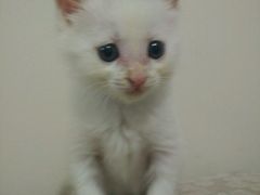 -瑞鹏宠物医院·爱宠堂·骨外专科(西荷分院)