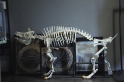 -白泽刺青纹身