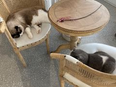 -共舞时光猫咖·狗咖(新街口店)
