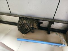 -阿八蚝仔烙(福宁店)