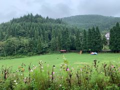 -武陵山森林公园