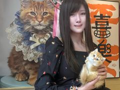 -猫十亿·布偶金渐层·曼基康矮脚猫舍(青年路店)