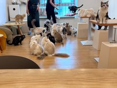 -有喵·猫咖·狗咖·30几只猫10只小狗(岗厦店)