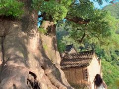 -杨家堂村