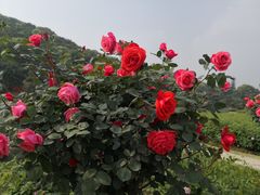 -龙寺生态园