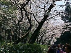 -武汉大学-樱园