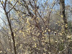 -昆山城市生态森林公园