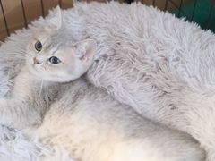 -lincat·猫舍(广州店)