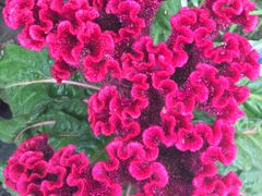 -湘聚缘.湖南菜(光明路店)