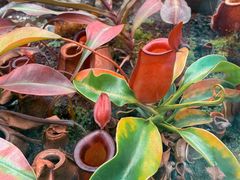 -国家植物园南园