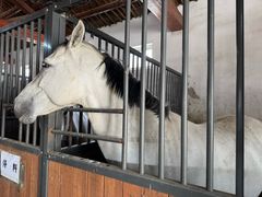 -北京群众马术培训基地