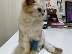 -宠爱国际动物医院· 猫科· 外科·中兽医(长白店)