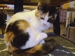 -平行世界·猫咖(首经贸店)