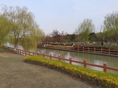 -九科绿洲