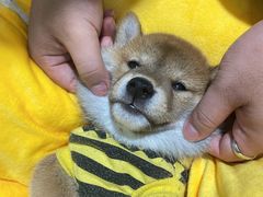 -逗柴咖啡屋·狗咖猫咖宠物桌游