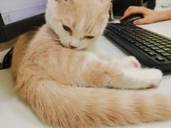-瑞鹏宠物医院·骨科·猫科·内科(第一中心)