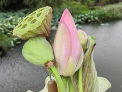 -东台西溪天仙缘景区