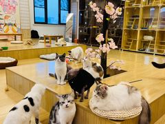-喵八撸猫馆