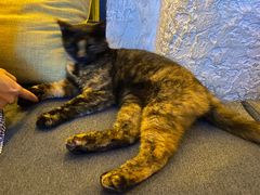 -Sirena海妖日咖夜酒