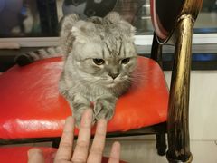 -猫咪咖啡店(新城大街店)