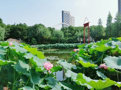 -陈家山荷花公园