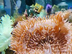 -太平洋海底世界