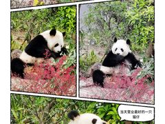 -成都大熊猫繁育研究基地