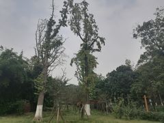 -沙河三洞古桥公园