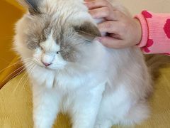 -有喵·猫咖·狗咖·30几只猫10只小狗(岗厦店)