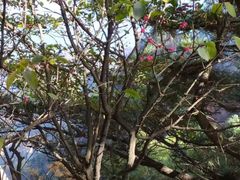 -尧山风景区
