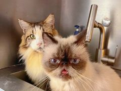 -more than meow吴止猫主题餐厅(承德 中船汇店)
