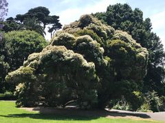 -墨尔本皇家植物园