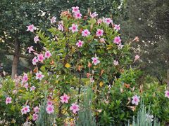 -比格比萨自助(国展店)