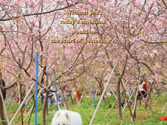 -天适樱花悠乐园