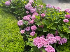 -上海共青森林公园