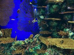 -上海海洋水族馆