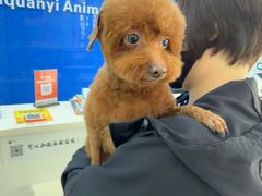 -全心全意连锁动物医院·微创中心·内科急重症·心脏专科(丰管路店)