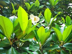 -Golden Lily河内巴黎法越料理餐厅(建国西路店)