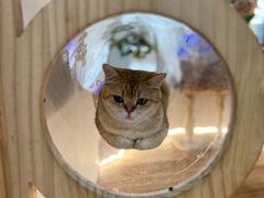 -COLOR PETS 撸猫馆·购猫·猫咖(长风大悦城店)