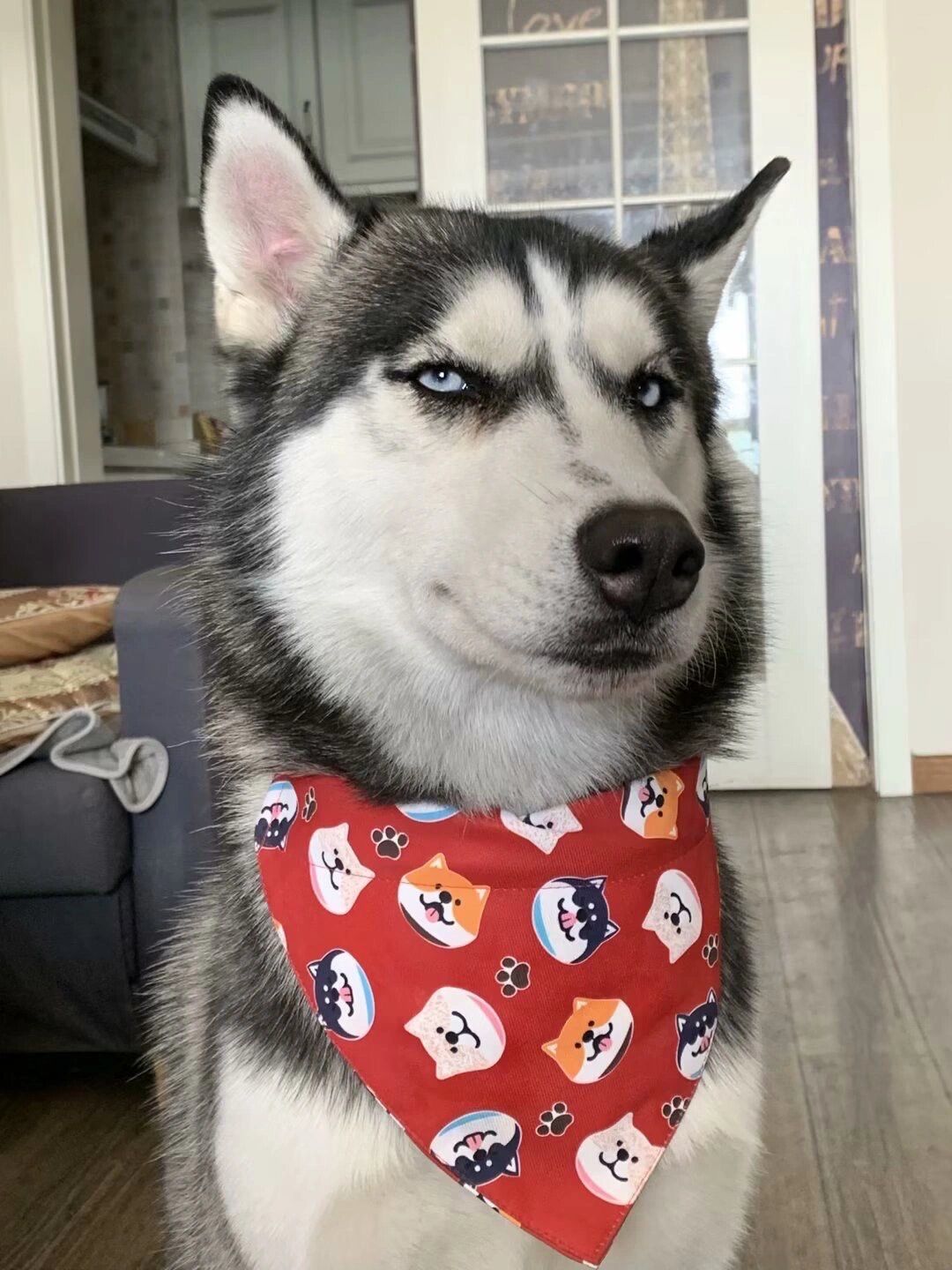 n#二哈 #宠物狗 #小动物 #狗狗 #哈士奇 #哈士奇日常 #带上萌除过