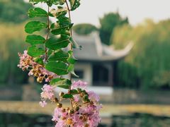 -无锡蠡湖国家湿地公园-蠡园