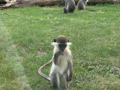 -合肥野生动物园