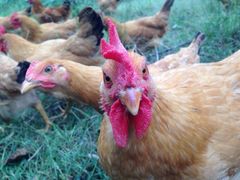 iphone_upload_pic-加顺农场餐厅