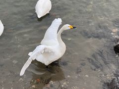 -烟墩角天鹅湖
