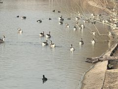 -池杉湖湿地公园