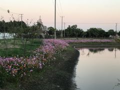 -上海长兴岛郊野公园