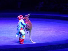 -珠海横琴长隆《卡卡虎奇遇记》