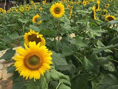 -松山湖梦幻百花洲