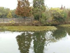 -溱湖国家湿地公园